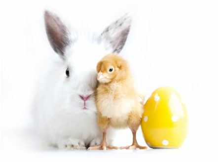 wielkanocny królik